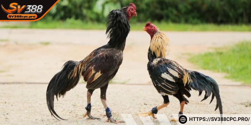 Gà chọi Bình Định khá nổi tiếng