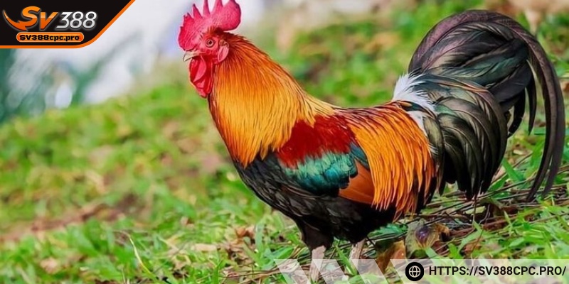 Lưu ý một vài vấn đề khi chọn các giống gà đá ở Việt Nam