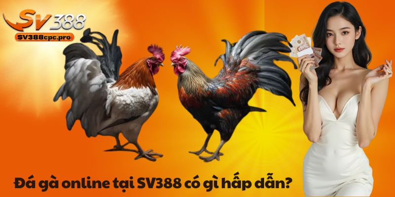 Đá gà online tại SV388 có gì hấp dẫn?