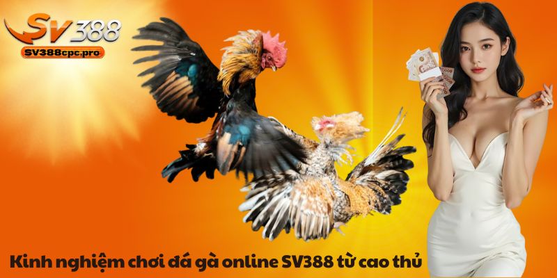 Kinh nghiệm chơi đá gà online SV388 từ cao thủ