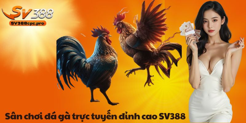 Sân chơi đá gà trực tuyến đỉnh cao SV388