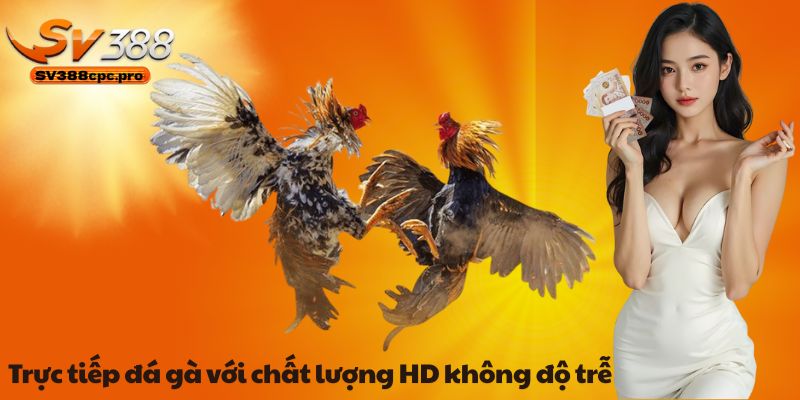 Trực tiếp đá gà với chất lượng HD không độ trễ